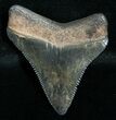 Nice Megalodon Tooth - Peace River, FL #6372-1
